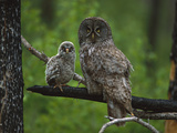 Great Gray Owl (Strix Nebulosa) Adult with Chick, Saskatchewan, Canada