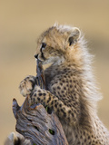 Cheetah (Acinonyx Jubatus) Six to Eight Week Old Cub, Maasai Mara Reserve, Kenya