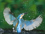 Adult Male Common Kingfisher, Alcedo Atthis, Emerging Without a Fish