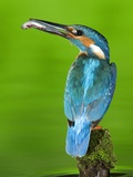 An Adult Male Kingfisher, Alcedo Atthis, with a Fish in its Beak