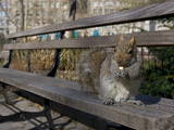 An Eastern Gray Squirrel, Sciurus Carolinensis, in Union Square