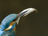 Adult Male Common Kingfisher, Alcedo Atthis, with a Topmouth Gudgeon