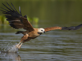 Black-Collared Hawk (Busarellus Nigricollis) Fishing, Pantanal, Brazil