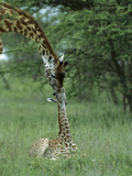 Giraffe (Giraffa Camelopardalis) Newborn Calf and Mother, Ngorongoro Conservation Area, Tanzania