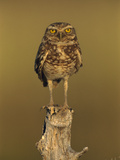 Burrowing Owl (Athene Cunicularia) Perched on Stump, Los Llanos, Venezuela