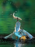 Adult Male Common Kingfisher, Alcedo Atthis, with an Amur Bitterling