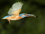 Adult Male Common Kingfisher, Alcedo Atthis, with a Topmouth Gudgeon