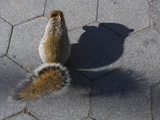 An Eastern Gray Squirrel, Sciurus Carolinensis, in Union Square
