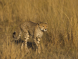 Cheetah (Acinonyx Jubatus) Adult Female in Long Grass, Maasai Mara Reserve, Kenya