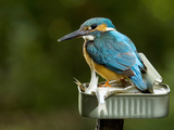 Adult Male Common Kingfisher, Alcedo Atthis, Perches on a Can of Fish