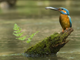 Adult Male Common Kingfisher, Alcedo Atthis, Holds a Topmouth Gudgeon