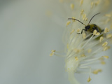 Spotted Cucumber Beetle, Diabrotica Undecimpunctata, on Flower Blossom