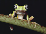 Lemur Frog or Maki Frog (Phyllomedusa Lemur) Perching, Facing Camera, Cloud Forest, Costa Rica