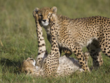 Cheetah (Acinonyx Jubatus) 7 to 9 Month Old Cubs Playing, Masai Mara Nat'l Reserve, Kenya