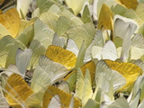 Grass Yellow Butterflies (Pieridae) Puddling on Wet Soil at Edge of River, Manu Nat'l Park Peru