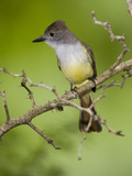 Brown-Crested Flycatcher (Myiarchus Tyrannulus) Rio Grande Valley, Texas