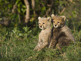 Cheetah (Acinonyx Jubatus) Nine Week Old Cubs, Maasai Mara Reserve, Kenya