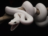 Reticulated Python (Python Reticulatus), Leucistic, in Defensive Position, Jakarta, Indonesia