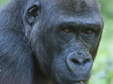 Portrait of an Endangered Western Lowland Mountain Gorilla