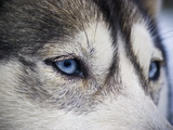 The Wolf-Like Stare of a Siberian Husky Sled Dog with Very Blue Eyes
