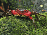 Arboreal Crab (Malagasya Antongilensis), Masoala Nat