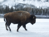 Buy A Bison Walking in the Snow in Yellowstone National Park at AllPosters.com