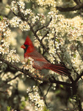 Northern Cardinal (CardinalisCardinalis) in Beach Plum (PrunusMaritima) Tree, Long Island, New York