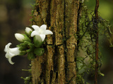 Flowers Growing Out a Branch, Danum Valley Conservation Area, Borneo, Malaysia