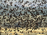 Red-Winged Blackbird (Agelaius Phoeniceus), Bosque Del Apache Nat'l Wildlife Refuge, New Mexico