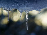 Water Dripping from an Overhang Freezes in Long Delicate Icicles