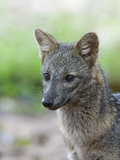 Crab-Eating Fox (Cerdocyon Thous), Pantanal, Brazil