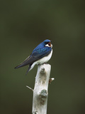 Tree Swallow (Tachycineta Bicolor) Singing from Perch, Long Island, New York