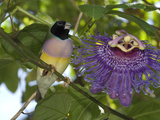 Endangered Lady Goudlian Finch, Erythrura Gouldiae, and Passion Flower