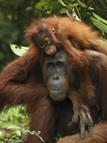 Orangutan (Pongo Pygmaeus) Female with Baby, Camp Leaky, Tanjung Puting Nat'l Park, Indonesia