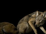 Buy A Pair of Red Wolves, Canis Rufus Gregoryi. One Is Resting at AllPosters.com