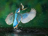 Adult Male Common Kingfisher, Alcedo Atthis, with Topmouth Gudgeons