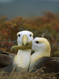 Waved Albatross (Diomedea Irrorata), Punta Cevallos, Espanola Island, Galapagos Islands, Ecuador