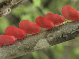 Flatid Leaf Bug (Phromnia Rosea) Group, Montagne Des Francais Reserve, Madagascar