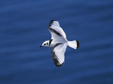 Black-Legged Kittiwake (Larus Tridactyla) Juvenile in Flight, Newfoundland