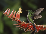 Green-Crowned Brilliant (HeliodoxaJacula), Bromeliad (PitcairniaBrittonianaBromeliaceae), CostaRica
