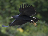 Great Black Hawk (Buteogallus Urubitinga) Flying, Pantanal, Brazil