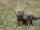Cheetah (Acinonyx Jubatus) Sixteen Day Old Cub, Maasai Mara Reserve, Kenya