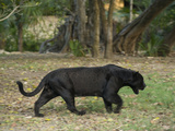 Captive Black Jaguar, Panthera Onca, Roaming in an Outdoor Enclosure