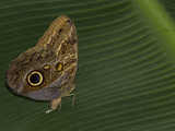 Owl Butterfly Laying Eggs on a Leaf