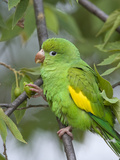 Yellow-Chevroned Parakeet (Brotogeris Chiriri), Pantanal, Brazil