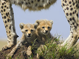 Cheetah (Acinonyx Jubatus) Eight Week Old Cubs under Mother, Maasai Mara Reserve, Kenya