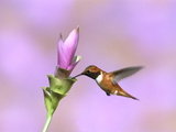 Rufous Hummingbird (Selasphorus Rufus) Male Feeding at Flower, Green Valley, Arizona