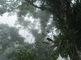Trees in Cloud Forest, Henri Pittier National Park, Venezuela