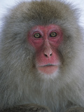 Japanese Macaque (Macaca Fuscata) Bathing in Hot Springs, Joshinetsu Plateau Nat