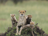 Cheetah (Acinonyx Jubatus) Mother and Eight to Nine Week Old Cubs, Maasai Mara Reserve, Kenya
